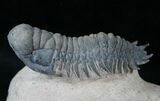 Beautifully Preserved Crotalocephalina Trilobite - #13904-2